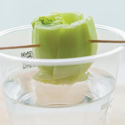 地球にも家計にもやさしい【チンゲンサイのリボベジ】3カ月半後に収穫できる！（サムネイル画像11）