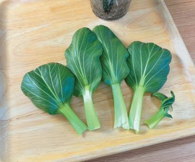 地球にも家計にもやさしい【チンゲンサイのリボベジ】3カ月半後に収穫できる！（サムネイル画像18）