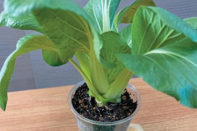 地球にも家計にもやさしい【チンゲンサイのリボベジ】3カ月半後に収穫できる！