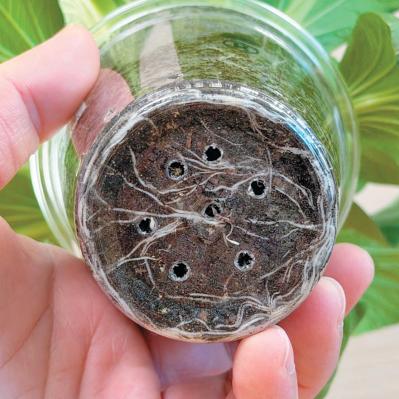 地球にも家計にもやさしい【チンゲンサイのリボベジ】3カ月半後に収穫できる！（サムネイル画像15）