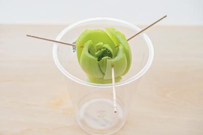 地球にも家計にもやさしい【チンゲンサイのリボベジ】3カ月半後に収穫できる！（サムネイル画像10）