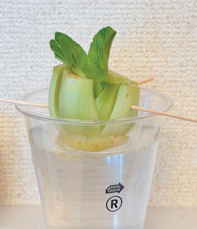 地球にも家計にもやさしい【チンゲンサイのリボベジ】3カ月半後に収穫できる！（サムネイル画像12）