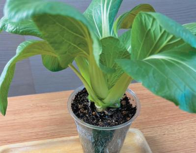 捨ててしまう野菜の根、ヘタを再利用！【リボベジ】の始め方。失敗しないコツは？（サムネイル画像5）