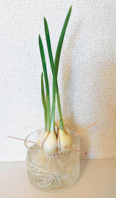 野菜が育っていく姿を見るのも楽しい【リボベジ】ニンニク、ネギ栽培のポイント（サムネイル画像7）