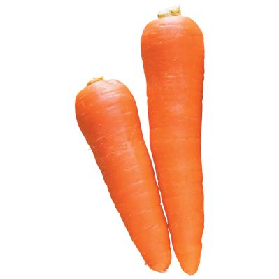 キッチンで簡単に育つ【リボベジ】リーフレタス、ニンジン、ダイコンの栽培方法は？（サムネイル画像13）