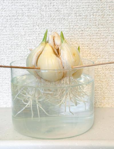 野菜が育っていく姿を見るのも楽しい【リボベジ】ニンニク、ネギ栽培のポイント（サムネイル画像6）
