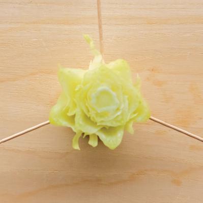 キッチンで簡単に育つ【リボベジ】リーフレタス、ニンジン、ダイコンの栽培方法は？（サムネイル画像9）