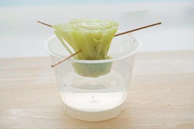 キッチンで簡単に育つ【リボベジ】リーフレタス、ニンジン、ダイコンの栽培方法は？（サムネイル画像8）