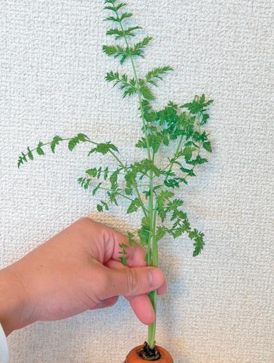 キッチンで簡単に育つ【リボベジ】リーフレタス、ニンジン、ダイコンの栽培方法は？（サムネイル画像21）