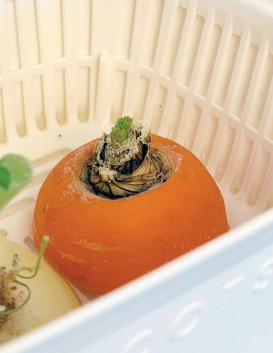 キッチンで簡単に育つ【リボベジ】リーフレタス、ニンジン、ダイコンの栽培方法は？（サムネイル画像18）