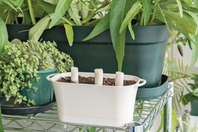 野菜が育っていく姿を見るのも楽しい【リボベジ】ニンニク、ネギ栽培のポイント