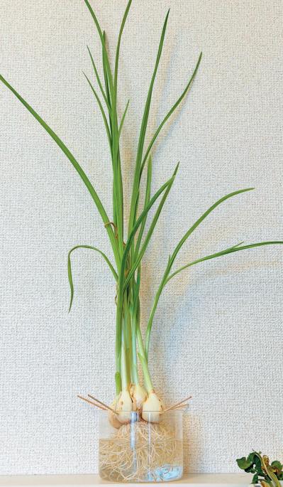 野菜が育っていく姿を見るのも楽しい【リボベジ】ニンニク、ネギ栽培のポイント（サムネイル画像8）