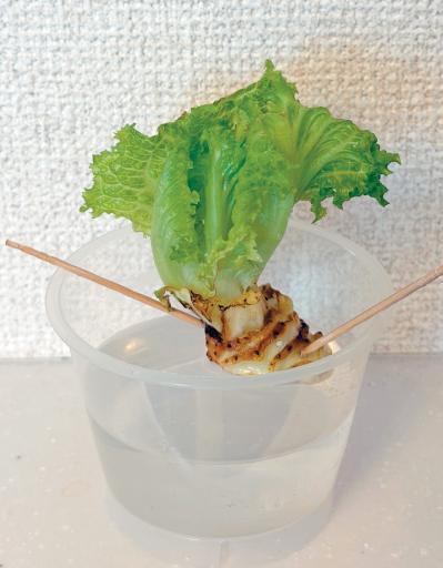 キッチンで簡単に育つ【リボベジ】リーフレタス、ニンジン、ダイコンの栽培方法は？（サムネイル画像10）