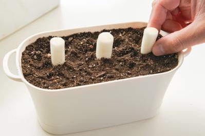 野菜が育っていく姿を見るのも楽しい【リボベジ】ニンニク、ネギ栽培のポイント（サムネイル画像15）