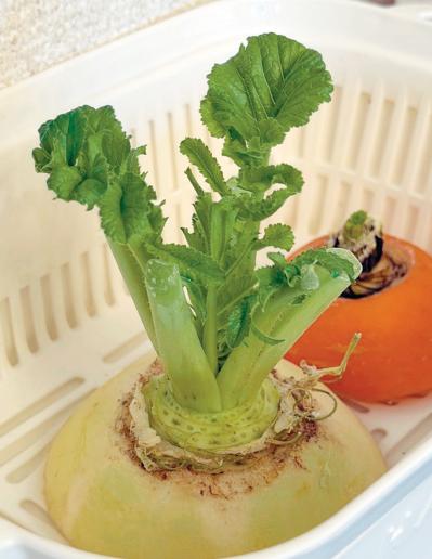 キッチンで簡単に育つ【リボベジ】リーフレタス、ニンジン、ダイコンの栽培方法は？（サムネイル画像17）
