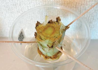 キッチンで簡単に育つ【リボベジ】リーフレタス、ニンジン、ダイコンの栽培方法は？（サムネイル画像22）