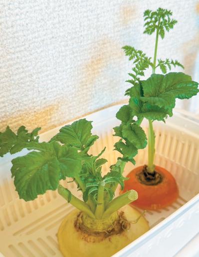 キッチンで簡単に育つ【リボベジ】リーフレタス、ニンジン、ダイコンの栽培方法は？（サムネイル画像19）