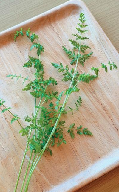 キッチンで簡単に育つ【リボベジ】リーフレタス、ニンジン、ダイコンの栽培方法は？（サムネイル画像24）