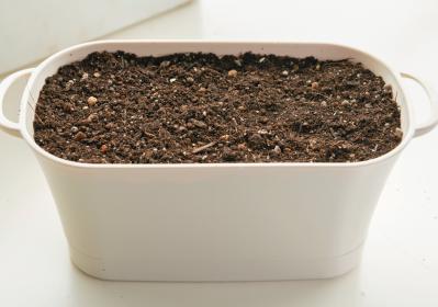 野菜が育っていく姿を見るのも楽しい【リボベジ】ニンニク、ネギ栽培のポイント（サムネイル画像12）