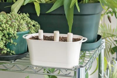 野菜が育っていく姿を見るのも楽しい【リボベジ】ニンニク、ネギ栽培のポイント（サムネイル画像17）