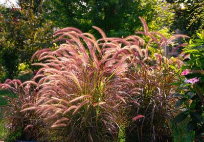 意外な主役は「葉」！フウチソウ・カレックスなど8選で、庭やベランダにアクセントを【ガーデニング】（サムネイル画像16）