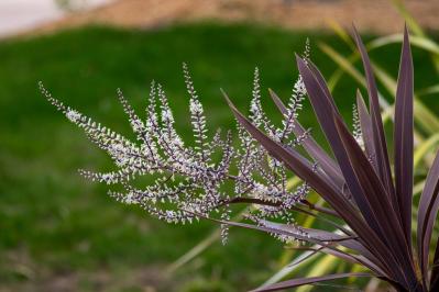 意外な主役は「葉」！フウチソウ・カレックスなど8選で、庭やベランダにアクセントを【ガーデニング】（サムネイル画像7）