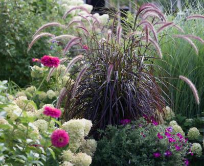 意外な主役は「葉」！フウチソウ・カレックスなど8選で、庭やベランダにアクセントを【ガーデニング】（サムネイル画像17）