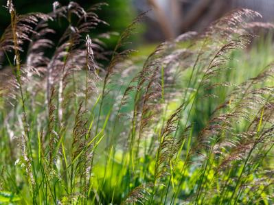 意外な主役は「葉」！フウチソウ・カレックスなど8選で、庭やベランダにアクセントを【ガーデニング】（サムネイル画像11）