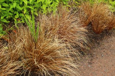 意外な主役は「葉」！フウチソウ・カレックスなど8選で、庭やベランダにアクセントを【ガーデニング】（サムネイル画像8）