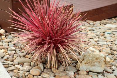 意外な主役は「葉」！フウチソウ・カレックスなど8選で、庭やベランダにアクセントを【ガーデニング】（サムネイル画像6）