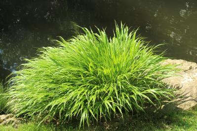 意外な主役は「葉」！フウチソウ・カレックスなど8選で、庭やベランダにアクセントを【ガーデニング】（サムネイル画像4）