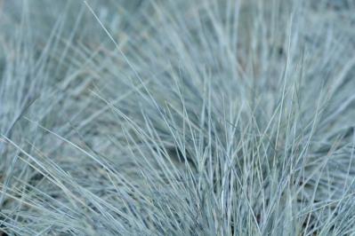 意外な主役は「葉」！フウチソウ・カレックスなど8選で、庭やベランダにアクセントを【ガーデニング】（サムネイル画像10）