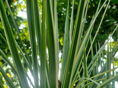 意外な主役は「葉」！フウチソウ・カレックスなど8選で、庭やベランダにアクセントを【ガーデニング】（サムネイル画像13）