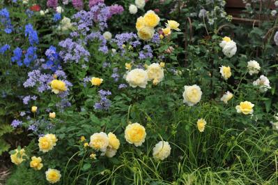 「白い粉が…これ何!?」バラの新芽・つぼみが危ない！4月に急増する「うどんこ病」今すぐの対策（サムネイル画像3）