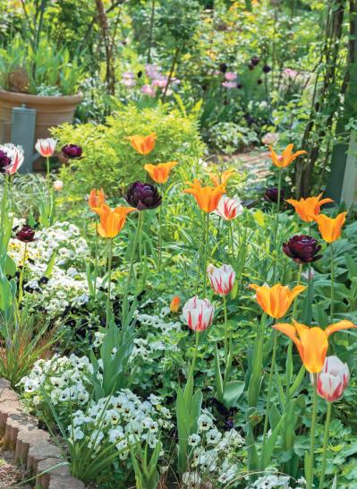 【チューリップ】が庭一面を彩る！  埼玉のオープンガーデン「グリーンローズ」が公開スタート（サムネイル画像5）