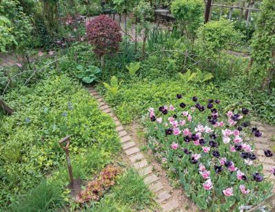 【チューリップ】が庭一面を彩る！  埼玉のオープンガーデン「グリーンローズ」が公開スタート（サムネイル画像9）