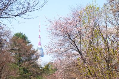 【2026年最新】ソウルの桜が意外と早い！南山をバスでラクに登って徒歩で下山（サムネイル画像）
