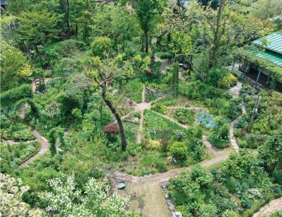 【チューリップ】が庭一面を彩る！  埼玉のオープンガーデン「グリーンローズ」が公開スタート（サムネイル画像8）