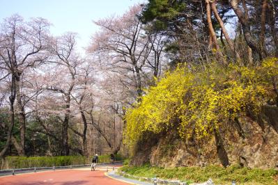 【2026年最新】ソウルの桜が意外と早い！南山をバスでラクに登って徒歩で下山（サムネイル画像9）