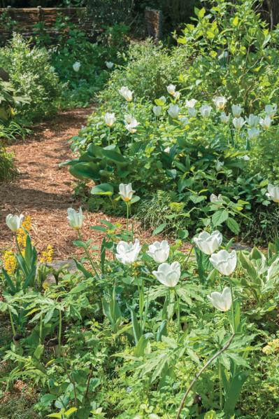 【チューリップ】が庭一面を彩る！  埼玉のオープンガーデン「グリーンローズ」が公開スタート（サムネイル画像3）