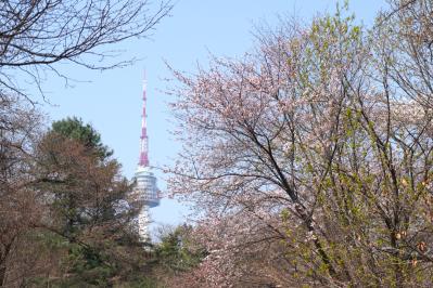 【2026年最新】ソウルの桜が意外と早い！南山をバスでラクに登って徒歩で下山（サムネイル画像4）