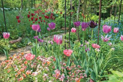 【チューリップ】が庭一面を彩る！  埼玉のオープンガーデン「グリーンローズ」が公開スタート（サムネイル画像）