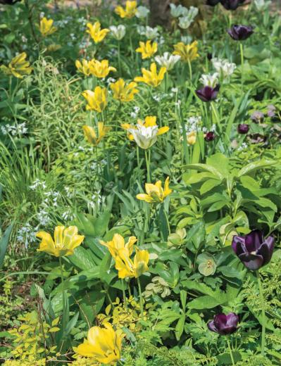 【チューリップ】が庭一面を彩る！  埼玉のオープンガーデン「グリーンローズ」が公開スタート（サムネイル画像7）