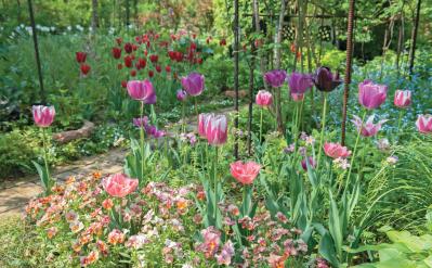 【チューリップ】が庭一面を彩る！  埼玉のオープンガーデン「グリーンローズ」が公開スタート（サムネイル画像6）