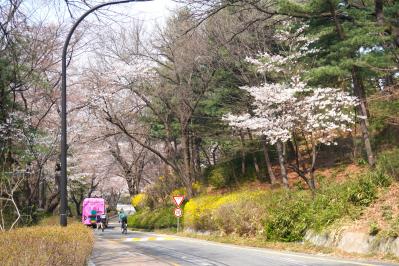 【2026年最新】ソウルの桜が意外と早い！南山をバスでラクに登って徒歩で下山（サムネイル画像11）