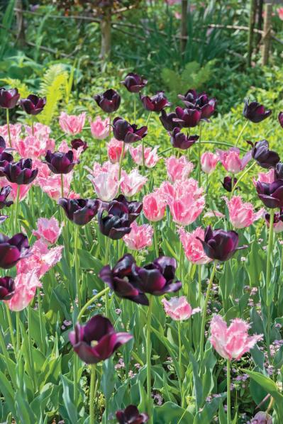 【チューリップ】が庭一面を彩る！  埼玉のオープンガーデン「グリーンローズ」が公開スタート（サムネイル画像2）