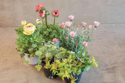 フローラ黒田園芸【黒田健太郎さん】が伝授！ カラフルな「ラナンキュラス×アネモネ」の寄せ植え（サムネイル画像4）