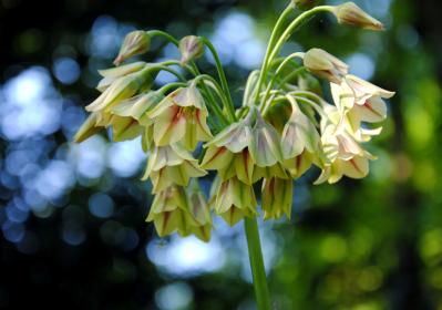 浮遊感がすごい【アリウム】8選｜ギガンチウムほか、植えっぱなしOKの品種も［ガーデニング］（サムネイル画像11）