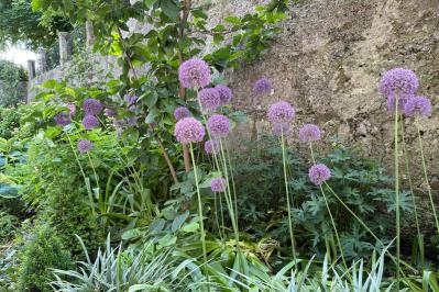 浮遊感がすごい【アリウム】8選｜ギガンチウムほか、植えっぱなしOKの品種も［ガーデニング］（サムネイル画像2）