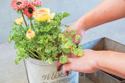 フローラ黒田園芸【黒田健太郎さん】が伝授！ カラフルな「ラナンキュラス×アネモネ」の寄せ植え（サムネイル画像10）